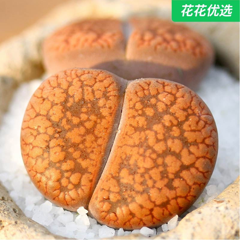 日轮玉(5年开花株母本)生石花双头多肉植物办公室内绿植盆栽