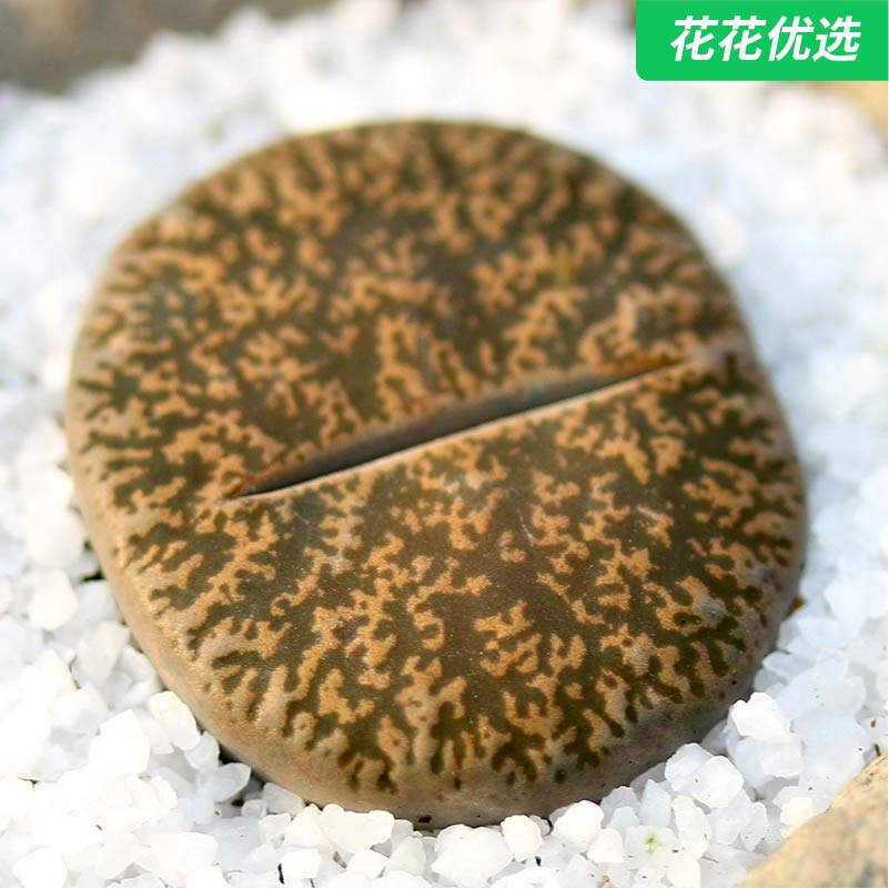 紫薰(5年开花株母本)多肉植物生石趣味盆栽紫勋玉番杏pp花