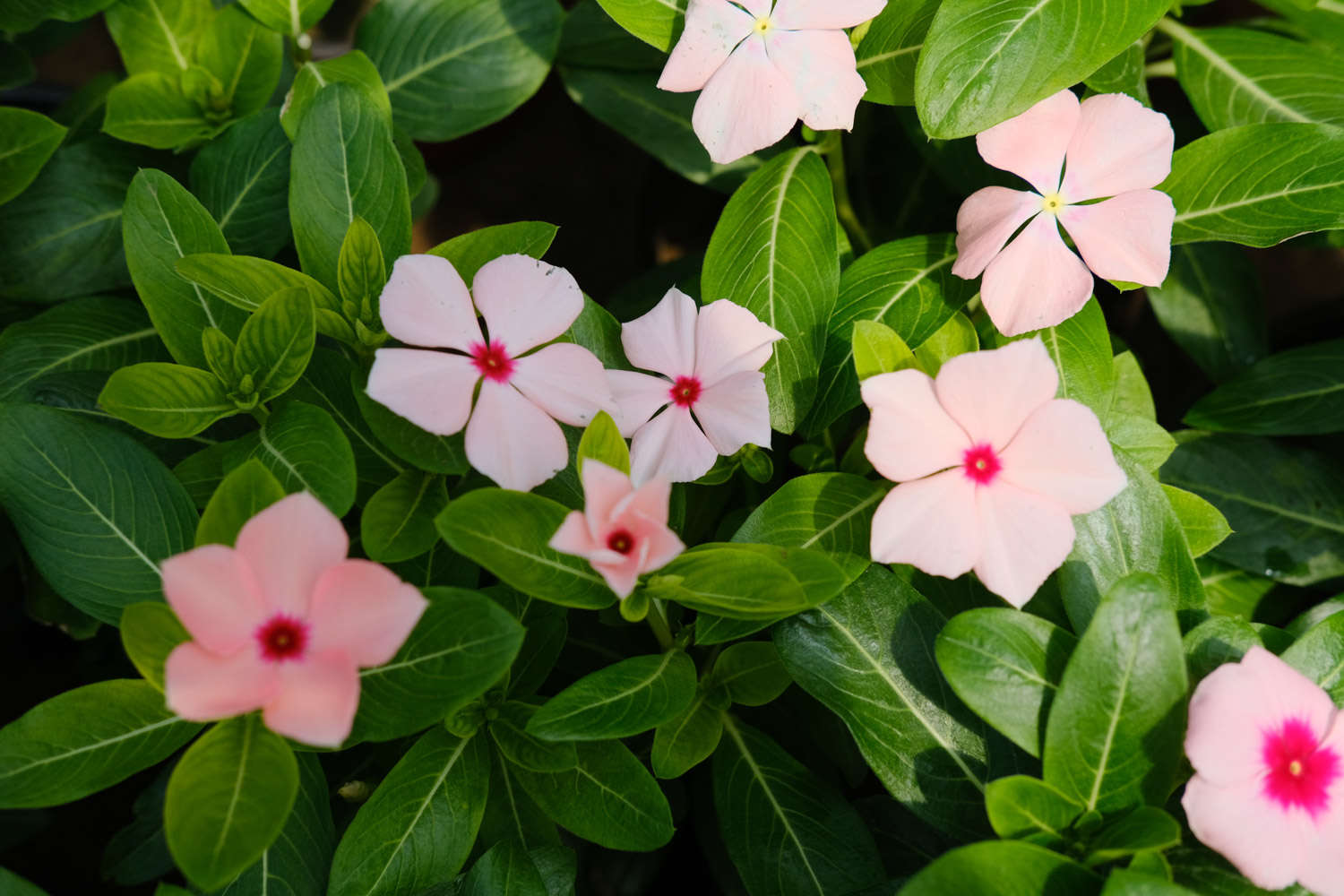 长春花