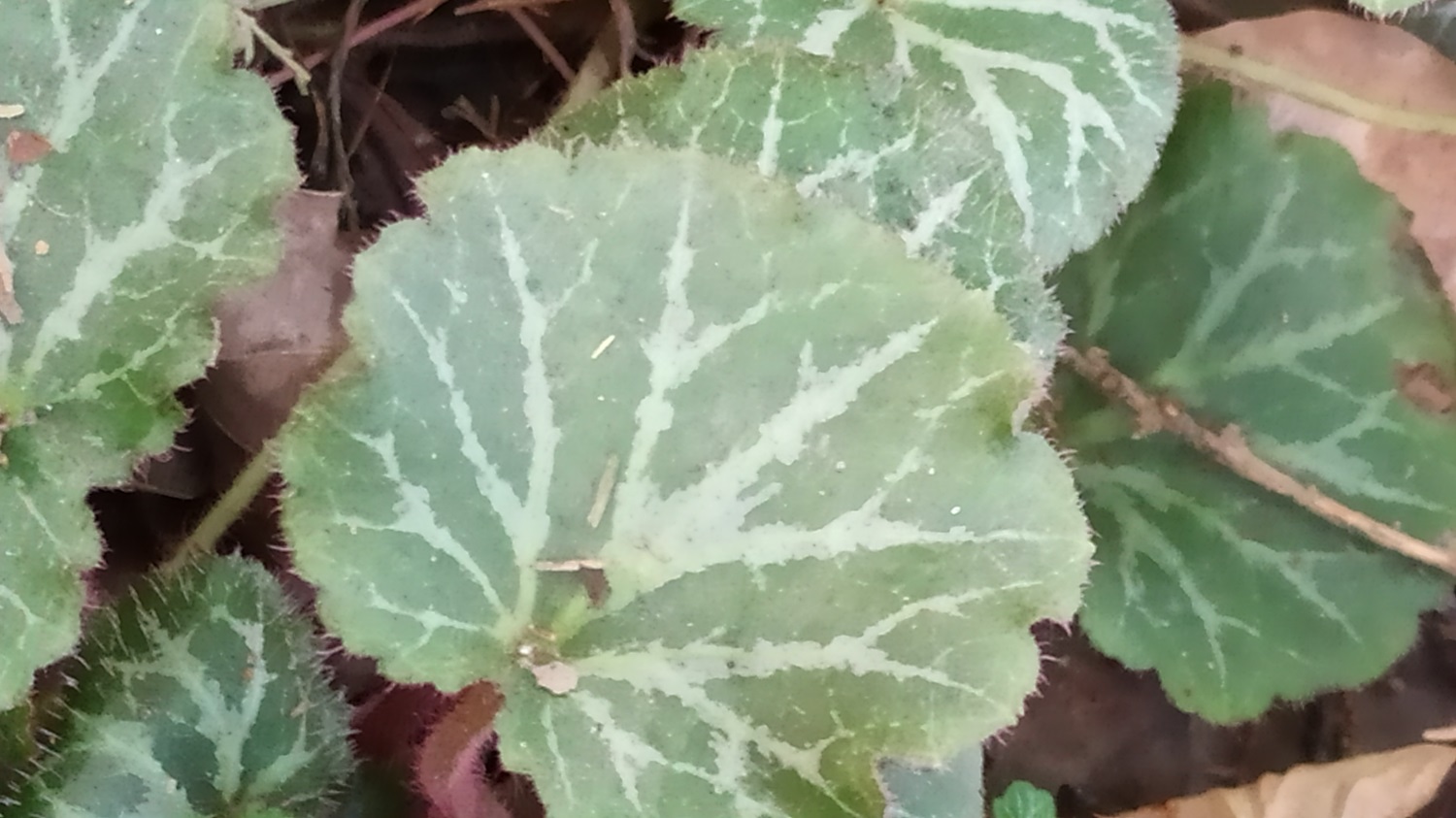 虎耳草