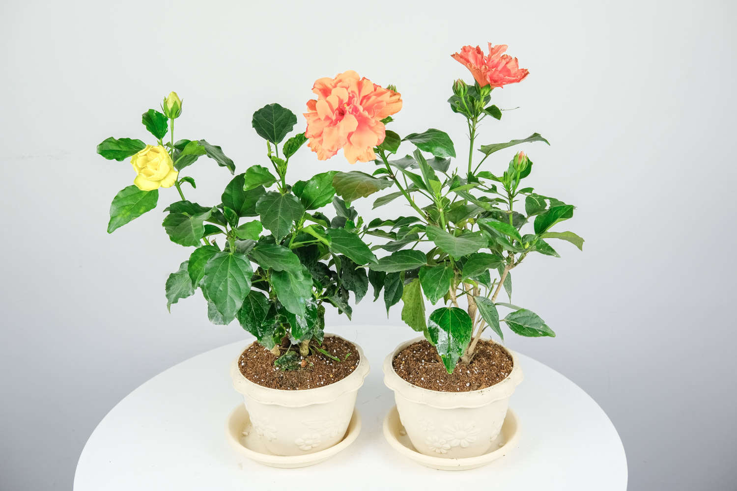 扶桑花