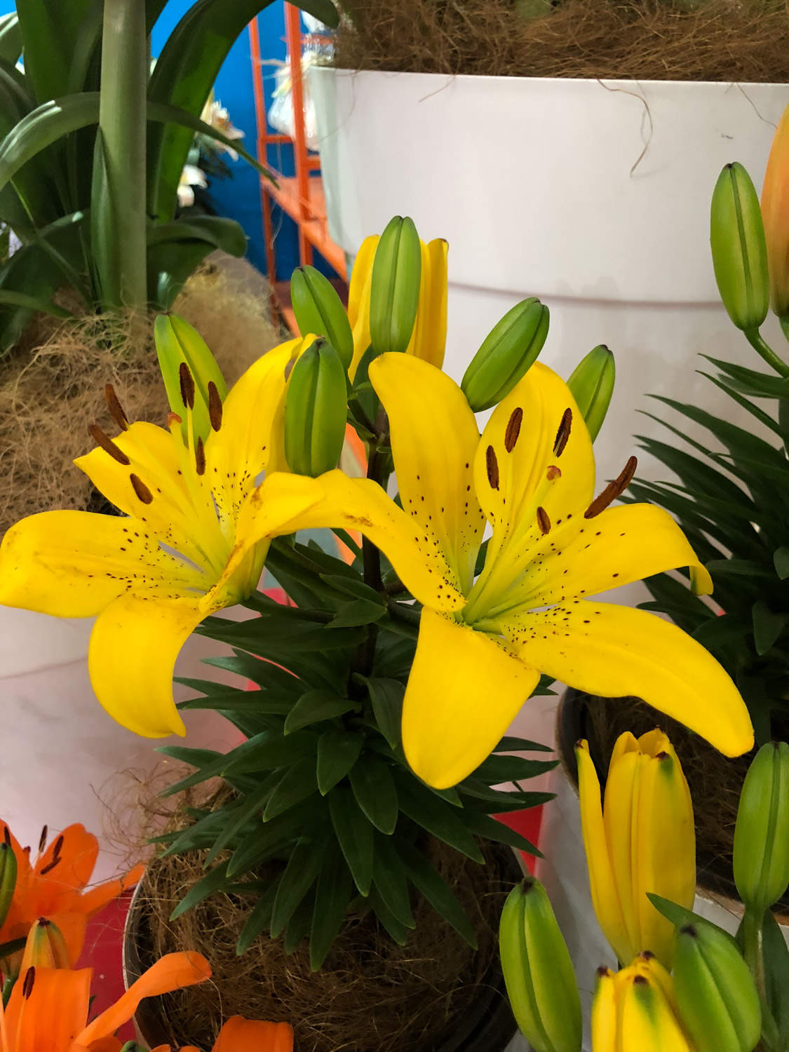 黄百合
