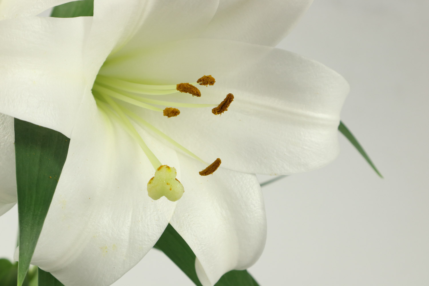 百合花