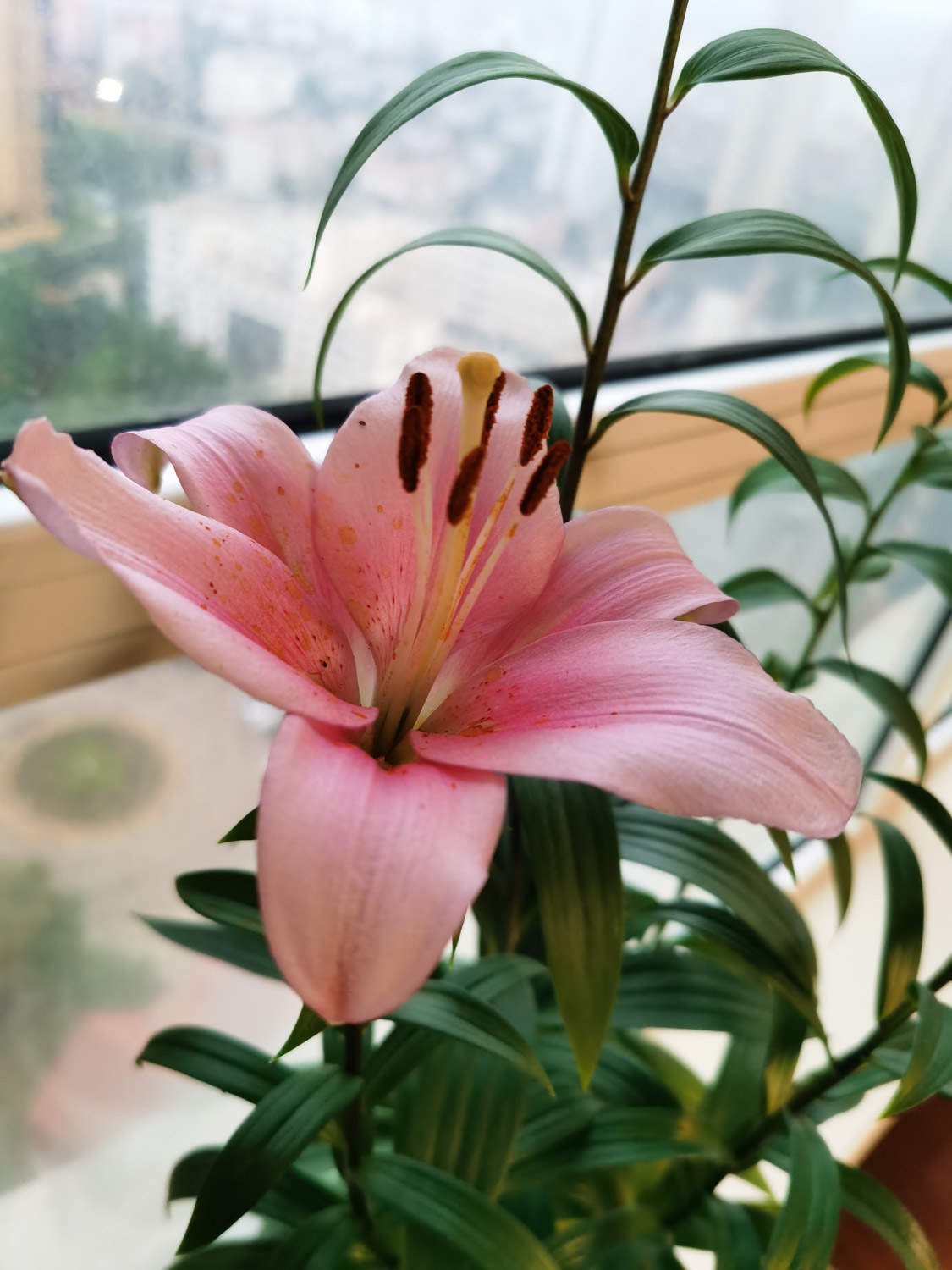百合花
