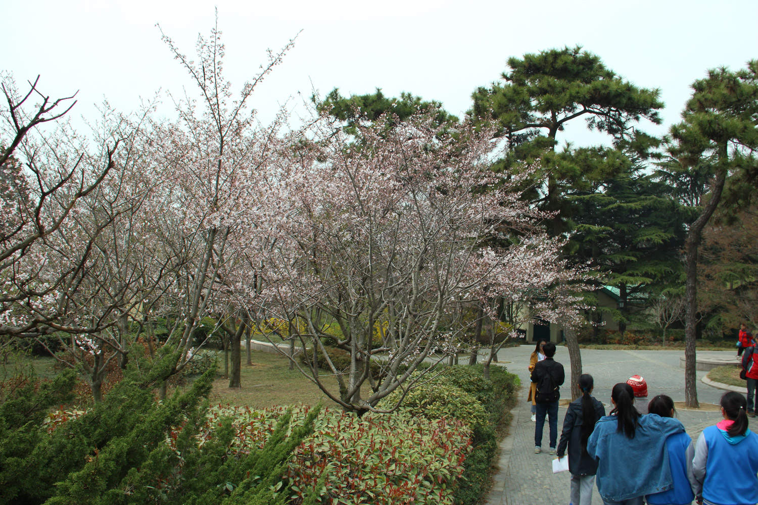樱花树