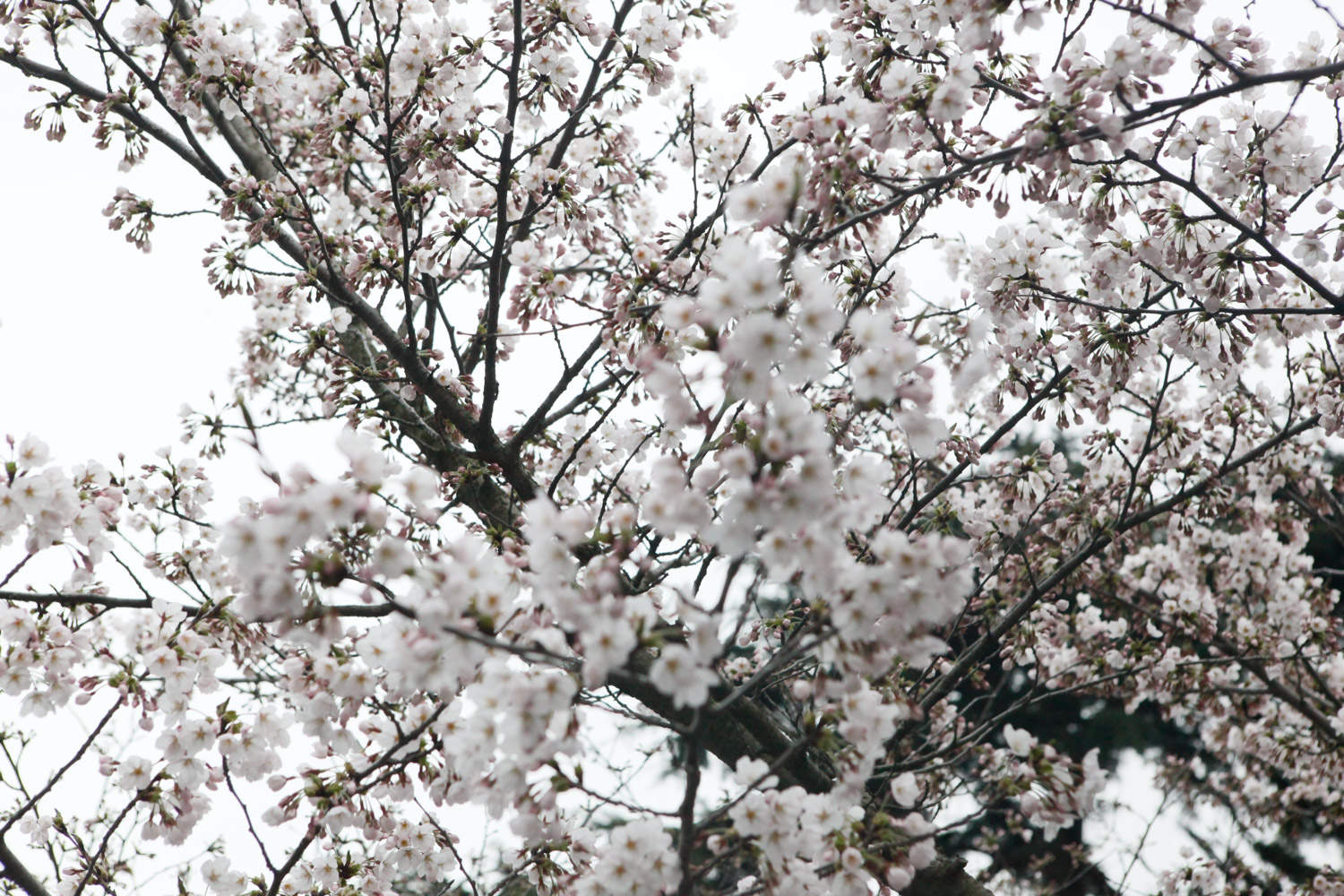 樱花树