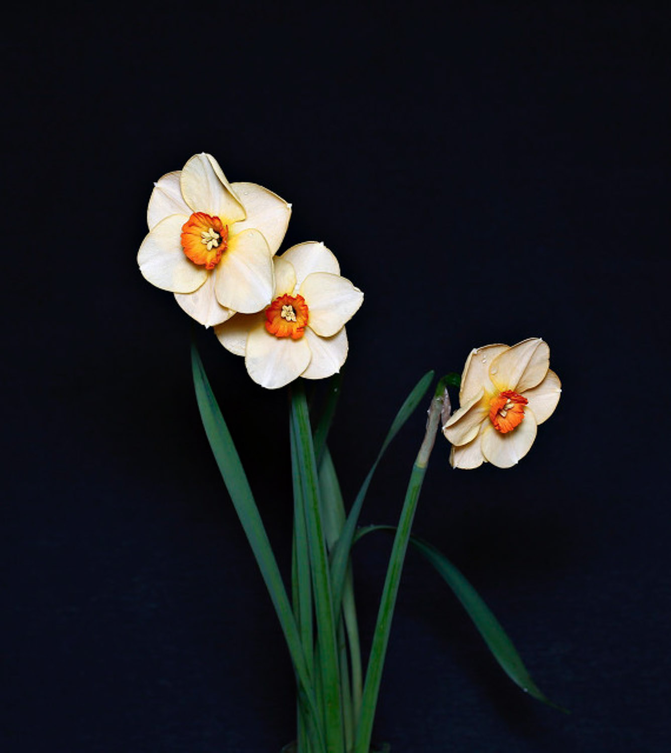 水仙花