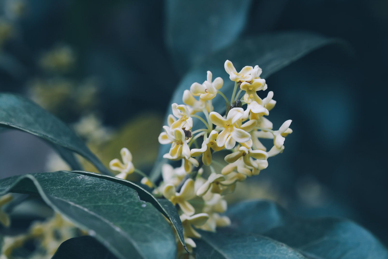 桂花树