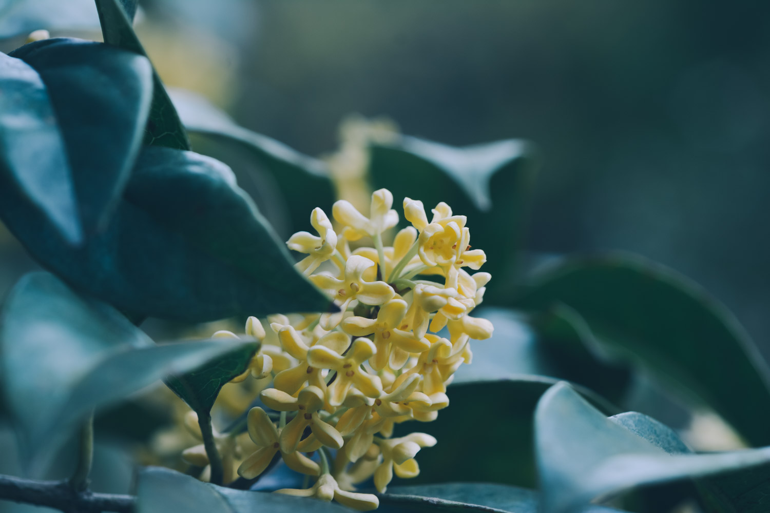 桂花树