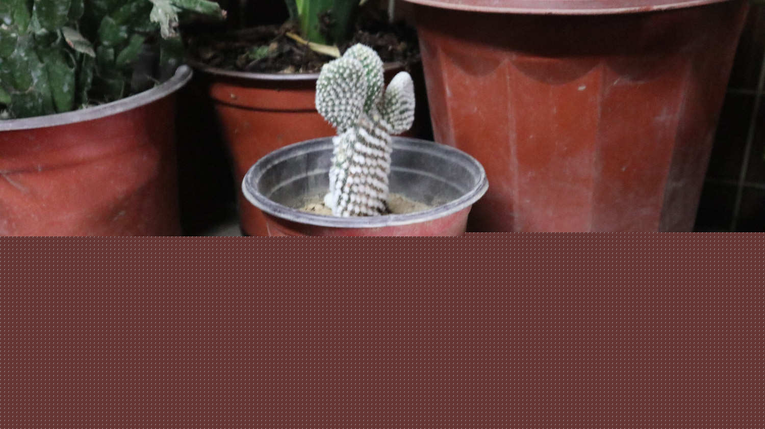 仙人掌