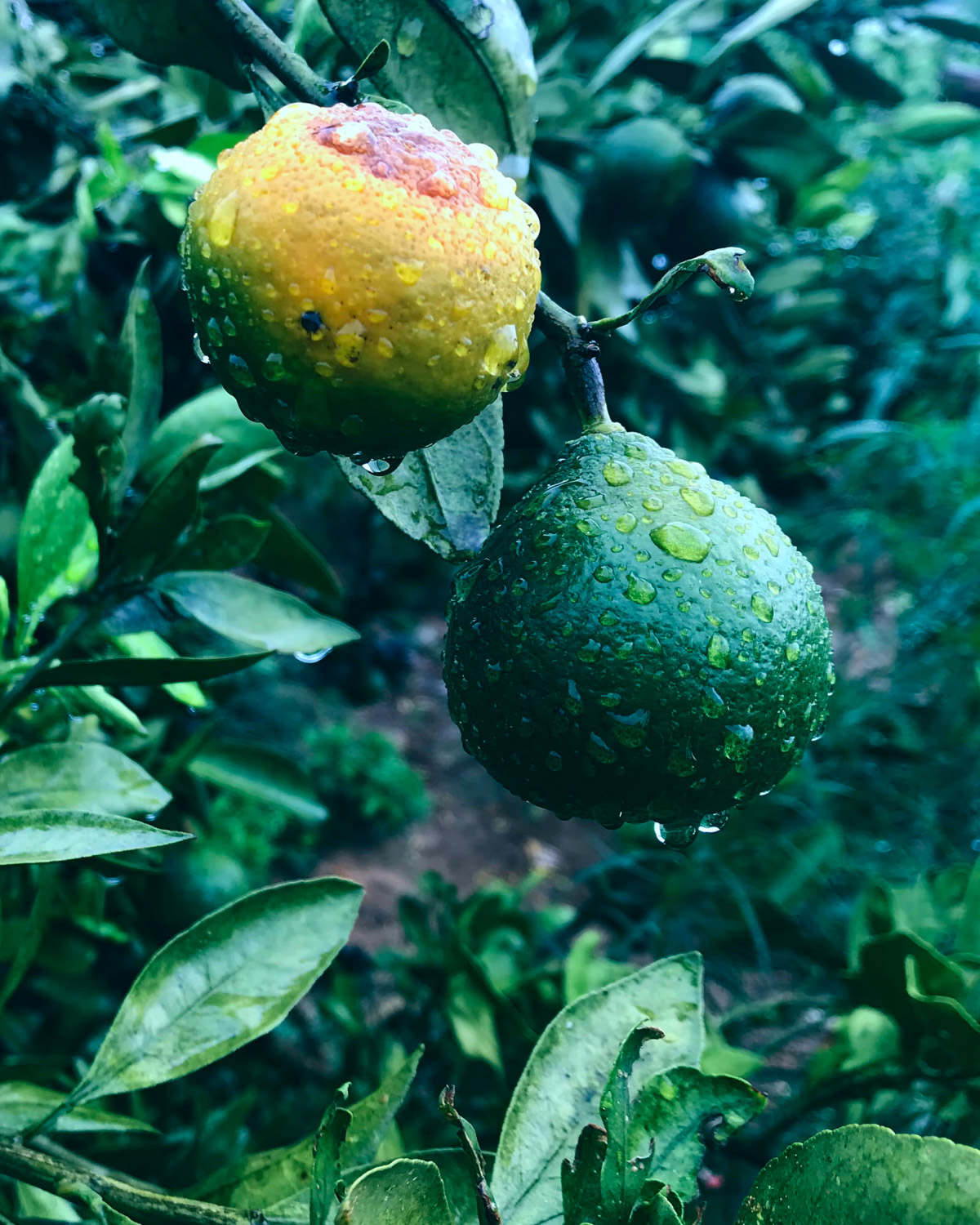 柑橘