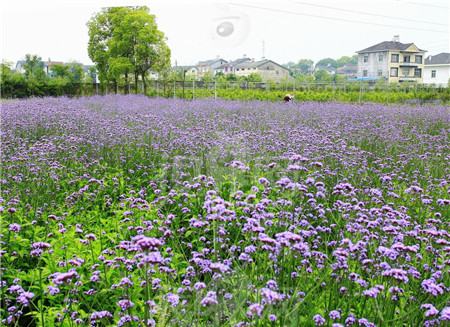 薰衣草和马鞭草的区别~原产地区