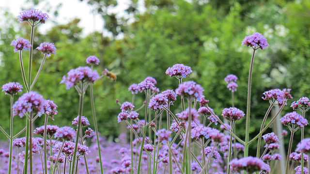 柳叶马鞭草和薰衣草的区别