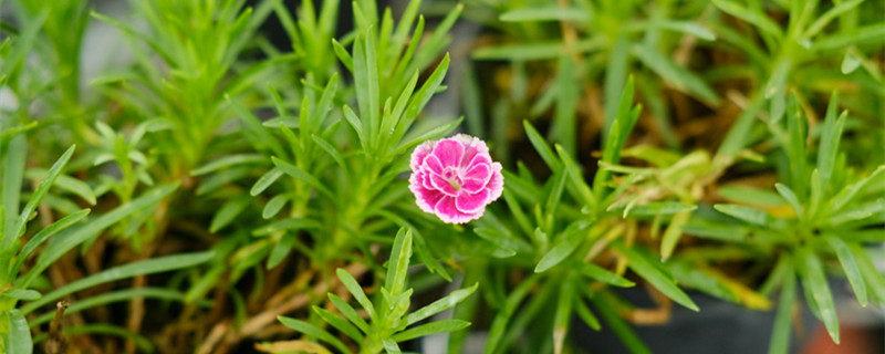 1一100送康乃馨的含义