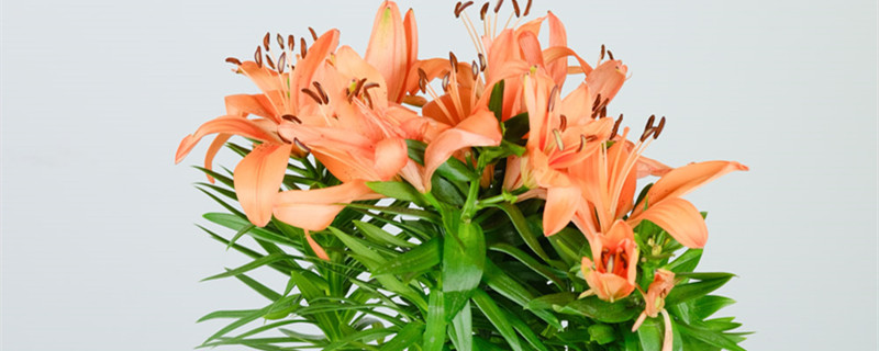 送女朋友百合花代表什么意思