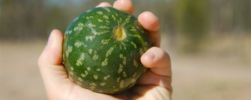 西瓜怎么挑选