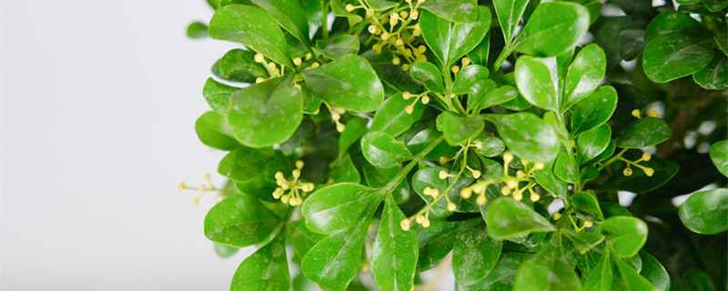 米兰结红果子是什么兆头