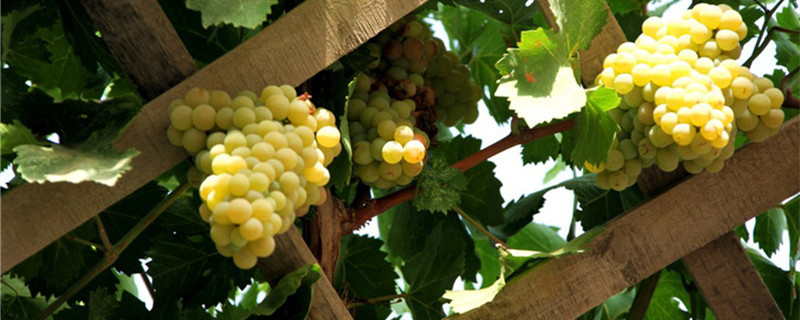 葡萄苗什么时候种植好