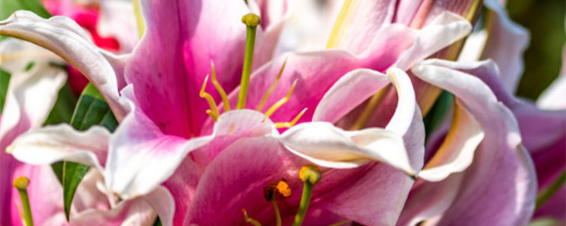 百合花开完花后植株如何处理