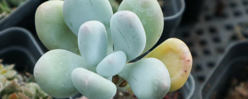 多肉植物怎么养