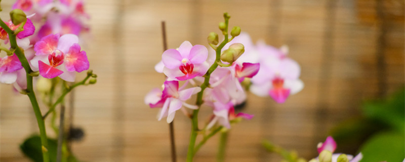 蝴蝶兰的养殖方法和注意事项