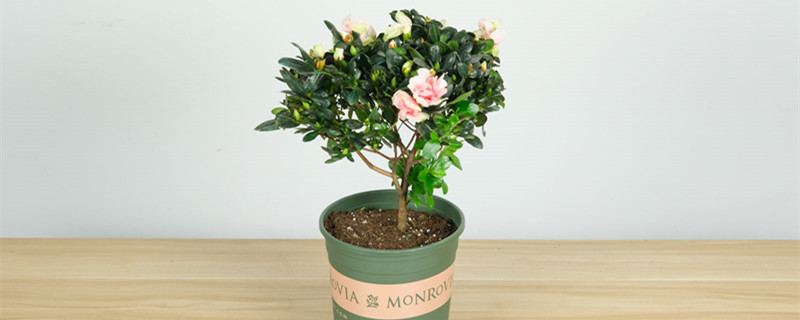 杜鹃花的养殖方法和注意事项