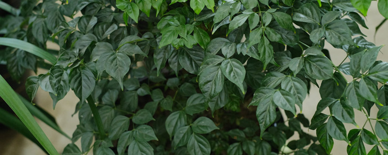 幸福树图片和养殖方法