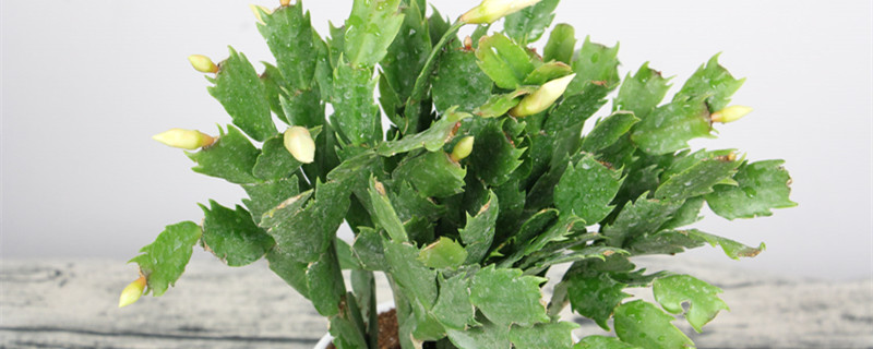 蟹爪兰的风水寓意