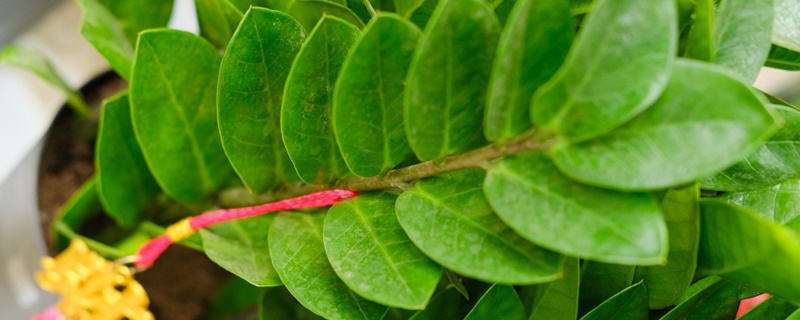 金钱树图片及养殖方法