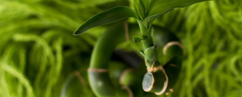 富贵竹水养多久能生根