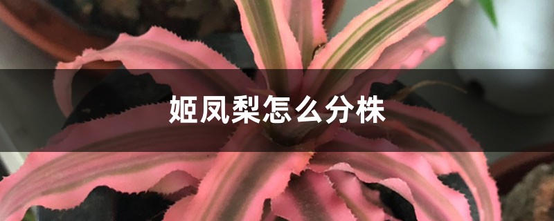 姬凤梨怎么分株