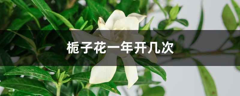 栀子花的花期一年几次，不开花怎么办呢？