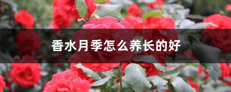 香水月季怎么养长的好