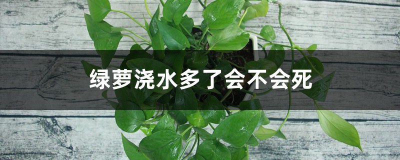 绿萝浇水多了会不会死，浇水时间