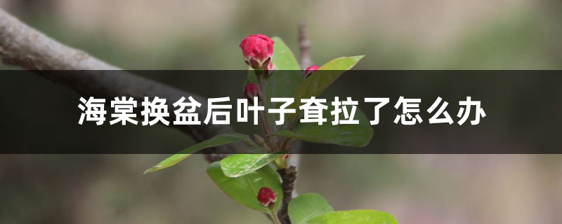 海棠换盆后叶子耷拉了怎么办，换盆后怎么护理