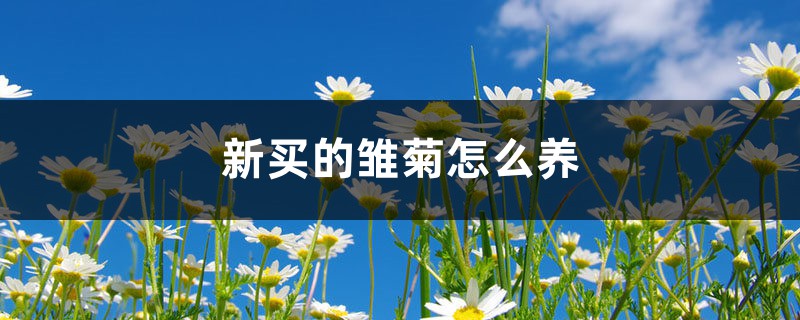 新买的雏菊怎么养