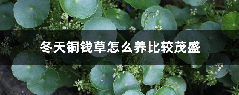 冬天铜钱草怎么养比较茂盛