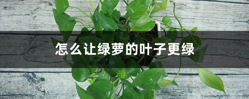 怎么让绿萝的叶子更绿，更茂盛