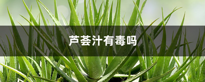 芦荟汁有毒吗，怎么看芦荟有没有毒