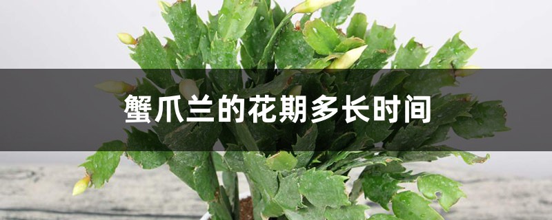 蟹爪兰的花期多长时间，如何延长花期