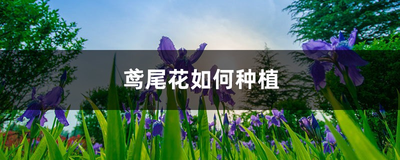 鸢尾花如何种植，后期如何养护