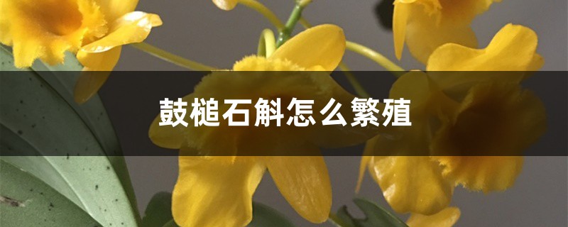 鼓槌石斛怎么繁殖