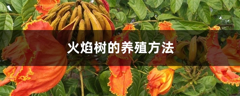 火焰树的养殖方法
