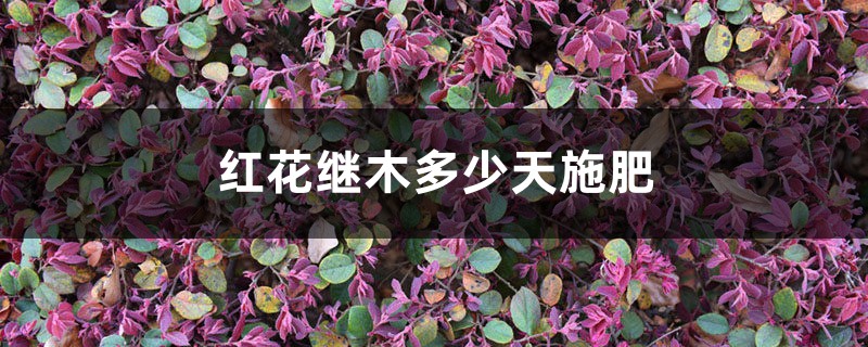 红花继木多少天施次肥