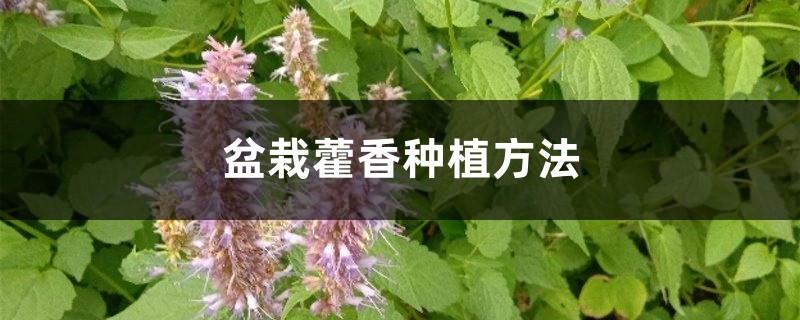 盆栽藿香种植方法