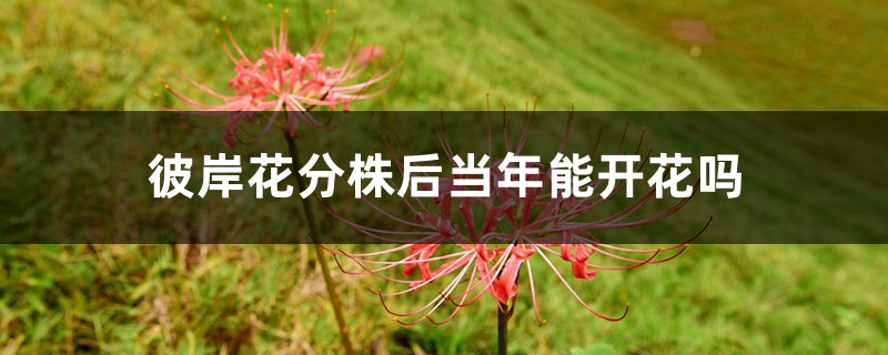彼岸花分株后当年能开花吗，彼岸花如何分株
