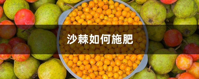 沙棘如何施肥，沙棘上什么肥