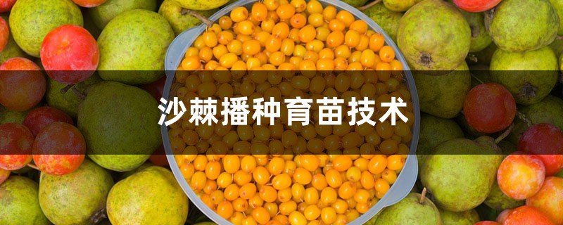 沙棘播种育苗技术，沙棘播种时间