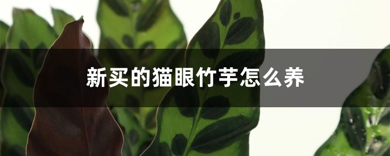 新买的猫眼竹芋怎么养