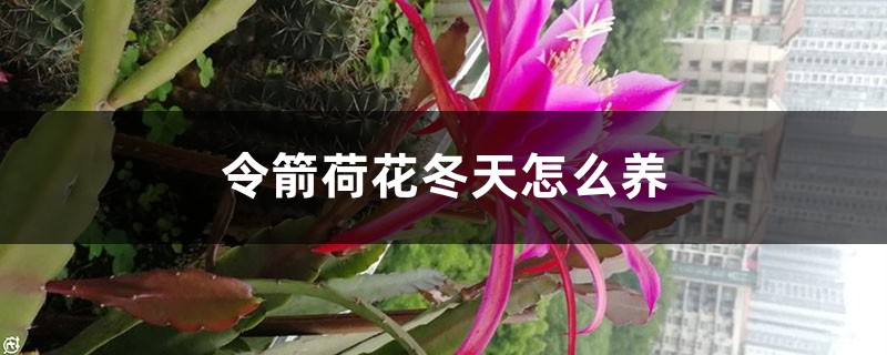 令箭荷花冬天怎么养，冬天可以修剪吗